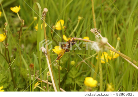 Closeup on a female broad-bodied darter dragonfly, Libellula depressa with spread wings in a meadow Closeup on a female broad-bodied darter dragonfly, Libellula depressa with spread wings in a meadow 98909023