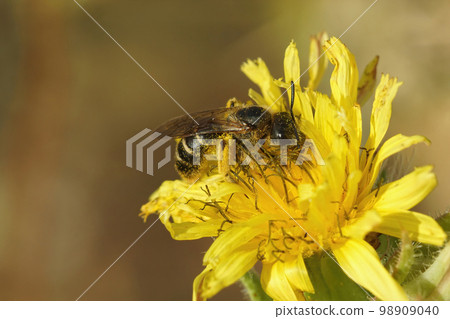 Closeup on a female End banded furrow bee, Halictus sitting in a yellow flower 98909040