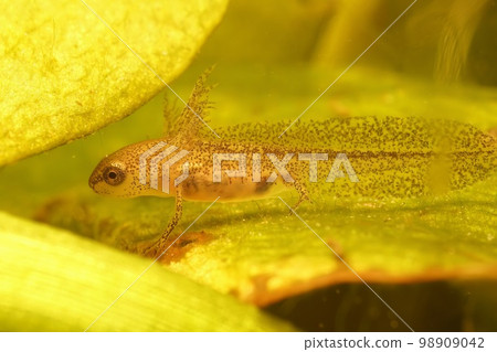 Closeup on an aquatic larvae of the European Carpathian newt, Lissotriton montandoni Closeup on an aquatic larvae of the European Carpathian newt, Lissotriton montandoni 98909042
