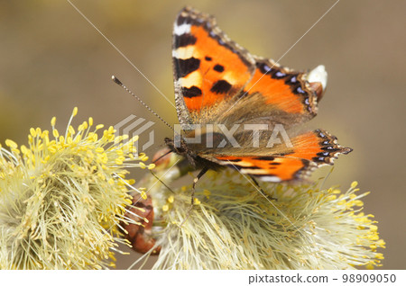 Closeup of a small tortoiseshell butterfly, Aglais urticae , eating pollen of a Goat Willow, Salix caprea in he springtime Closeup of a small tortoiseshell butterfly, Aglais urticae , eating pollen of a Goat Willow, Salix caprea in he springtime 98909050