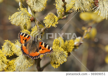 Closeup on the flowers of Yellow loosestrife wdilflower , Lysimachia vulgaris against a green background Closeup on the flowers of Yellow loosestrife wdilflower , Lysimachia vulgaris against a green background 98909051