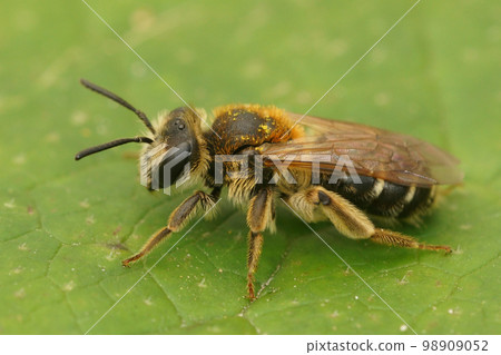 Colorful closeup of a female Short-fringed Mining Bee, Andrena dorsata on a green leaf 98909052