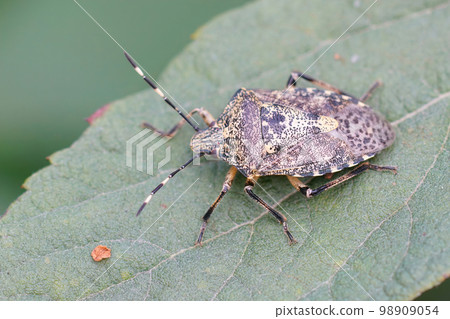 Natural closeup on an adult mottled shieldbug, Rhaphigaster nebulosa sitting on a green leaf 98909054