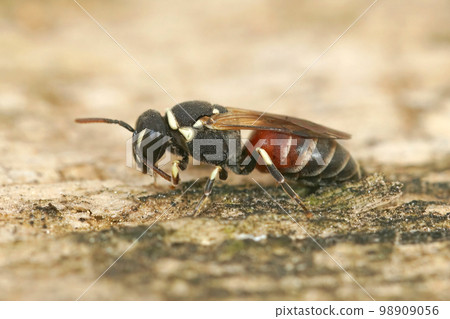 Closeup of a colorful small mediterranean masked bee , Hylaeus meridionalis from Gard, France 98909056