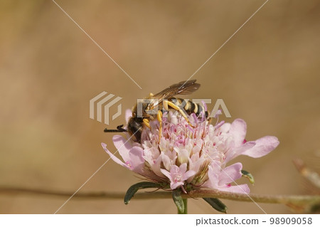 Colorful closeup on a male great banded furriow bee, sitting on a pink scabious flower 98909058