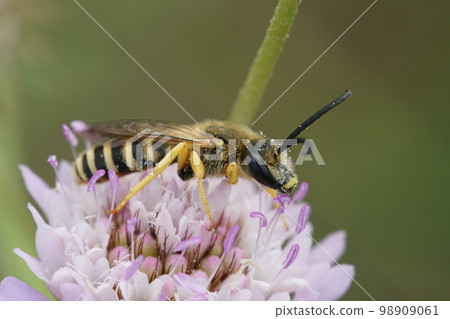 Colorful closeup on a male great banded furriow bee, sitting on a pink scabious flower 98909061