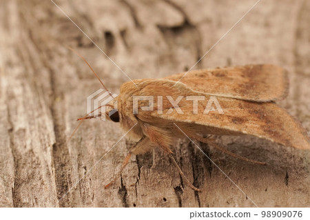 Closeup on the light brown colored Scarce Bordered Straw owlet mot, Helicoverpa armigera, sitting on wood Closeup on the light brown colored Scarce Bordered Straw owlet mot, Helicoverpa armigera, sitting on wood 98909076