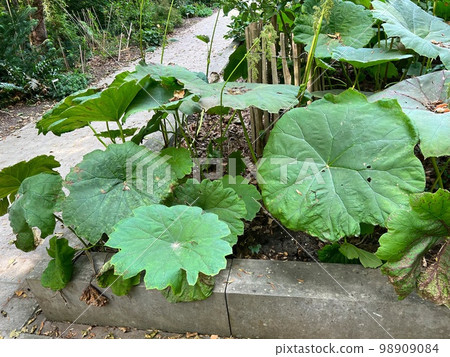 Closeup on the large -leaved Indian rhubarb or Umbrella plant, Darmera peltata 98909084