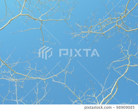 blue sky and white branches 98909085