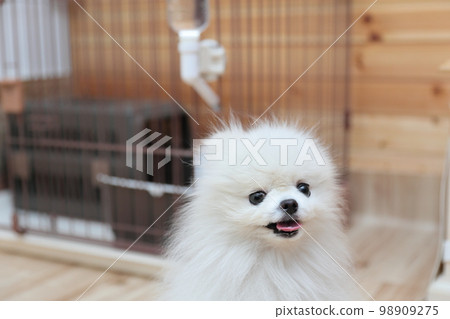 dog pomeranian dog pomeranian 98909275