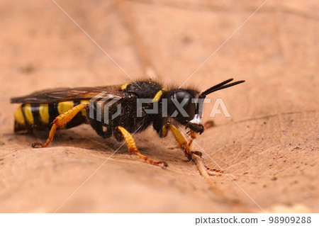 Closeup on a slender bodied square-headed digger wasp, Crabro cribarius, sitting on a dried leaf Closeup on a slender bodied square-headed digger wasp, Crabro cribarius, sitting on a dried leaf 98909288