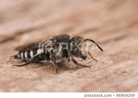 Closeup on a male Sharp-tailed cuckoo cleptoparasitic bee, Coelioxys sitting on wood Closeup on a male Sharp-tailed cuckoo cleptoparasitic bee, Coelioxys sitting on wood 98909289