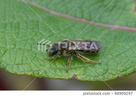 Closeup on a female furrow bee , Lasioglossum calceatum or albipes sitting on a green leaf Closeup on a female furrow bee , Lasioglossum calceatum or albipes sitting on a green leaf 98909297