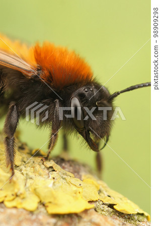 Vertical facial closeup on a female Tawny mining bee, Andrena haemorrhoa, sitting on a twig Vertical facial closeup on a female Tawny mining bee, Andrena haemorrhoa, sitting on a twig 98909298