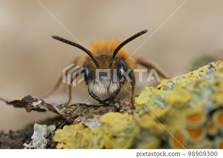Facial closeup on a male Tawny mining bee, Andrena haemorrhoa, with it's large jaws 98909300