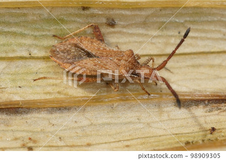 Detailed close up of a squash bug , Coriomeris denticulatus on wood Detailed close up of a squash bug , Coriomeris denticulatus on wood 98909305