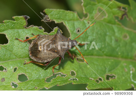 Closeup on the brown spiny or spiked shieldbug Picromerus bidens sitting on a green leaf Closeup on the brown spiny or spiked shieldbug Picromerus bidens sitting on a green leaf 98909308
