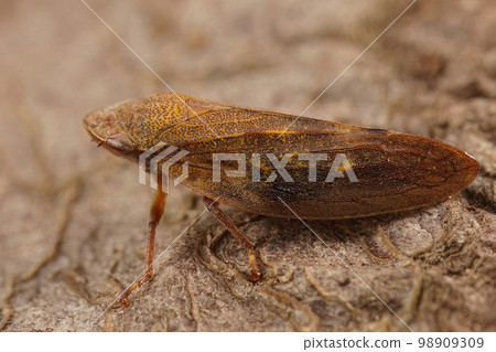 Closeup on the European alder spittlebug, Aphrophora alni, sitting on a stone Closeup on the European alder spittlebug, Aphrophora alni, sitting on a stone 98909309