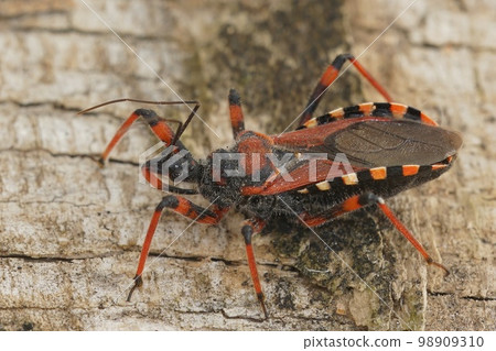 Closeup on a Mediterranean red assassin bug, Rhynocoris iracundus, sitting on wood Closeup on a Mediterranean red assassin bug, Rhynocoris iracundus, sitting on wood 98909310