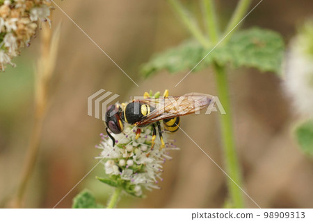 Closeup on the beewolf wasp, Philanthus triangulum, drinking nectar. This is a predator on honeybees 98909313