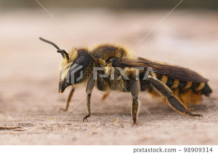 Closeup on a brown Mediterranean female solitary leafcutter beee, Megachile melanopgya 98909314