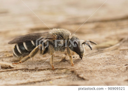Closeup on a Mediterranean end-banded furrow bee female, Halictus sitting on wood 98909321