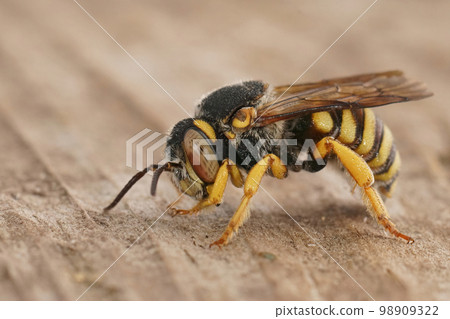 Detailed closeup on the small and colorful Grohmann's, Yellow-Resin Bee, Icteranthidium grohmanni sitting on wood Detailed closeup on the small and colorful Grohmann's, Yellow-Resin Bee, Icteranthidium grohmanni sitting on wood 98909322