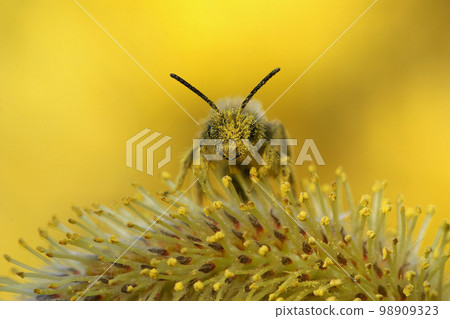 Facial closeup on a pollen covered male yellow legged solitary mining bee Andrena flavipes sitting on a Willow catkin, Salix Facial closeup on a pollen covered male yellow legged solitary mining bee Andrena flavipes sitting on a Willow catkin, Salix 98909323