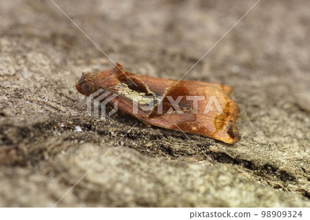 Closeup on the colorful Large Fruit-tree Tortrix moth, Archips podana in the garden Closeup on the colorful Large Fruit-tree Tortrix moth, Archips podana in the garden 98909324