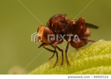 Closeup on a brown thick Furruginous Bee-grabber Fly, Sicus ferrugineus, sitting on vegetation Closeup on a brown thick Furruginous Bee-grabber Fly, Sicus ferrugineus, sitting on vegetation 98909328