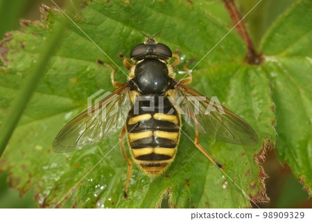 Close up the Yellow barred peat hover fly, Sericomyia silentis, Syrphidae, with spread wings on a green leaf 98909329