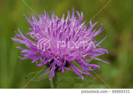 Closeup on an unusual wide form of the purple flowering bronray knapweed wildflower, Centaurea jacea Closeup on an unusual wide form of the purple flowering bronray knapweed wildflower, Centaurea jacea 98909331