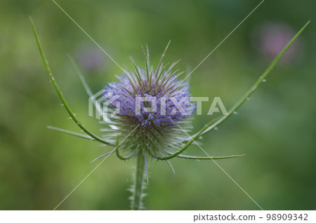 Closeup on the light purple flowering wild or fuller's teasel, Dipsacus fullonum against a green background 98909342