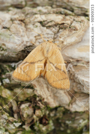 Vertical closeup on the pale colored festoon moth, Apoda limacodes sitting on a piece of wood 98909353