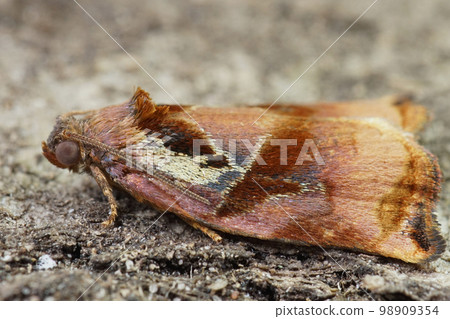 Closeup on the colorful Large Fruit-tree Tortrix moth, Archips podana in the garden 98909354