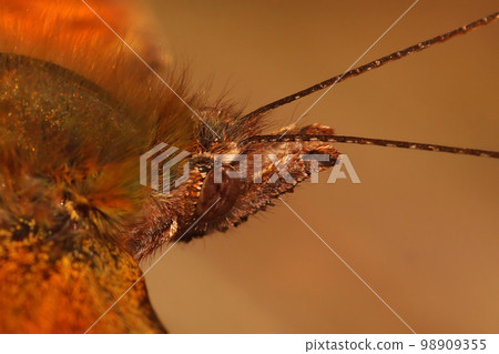 Extreme closeup on the head of a Anglewing comma butterfly, Pologonia c-album, with it's hairy head 98909355