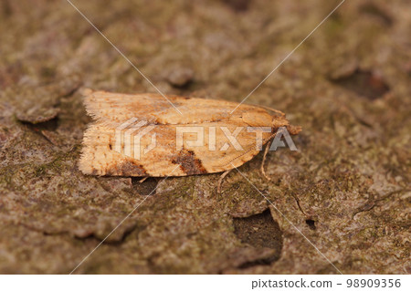 Closeup on a rather small Cyclamen tortrix moth, Clepsis spectrana sitting on wood in the garden 98909356