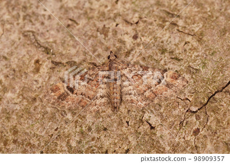 Closeup on a well camouflaged micro double-striped pug geometer moth , Gymnoscelis rufifasciata sitting on wood Closeup on a well camouflaged micro double-striped pug geometer moth , Gymnoscelis rufifasciata sitting on wood 98909357