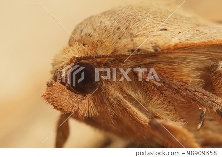 Facial closeup of the pale colored and hairy head lesser yellow underwing , Noctua comes 98909358