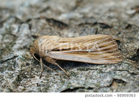 Detailed closeup on a fresh emerged shoulder-striped wainscot moth, Leucania comma on a piece of wood. Detailed closeup on a fresh emerged shoulder-striped wainscot moth, Leucania comma on a piece of wood. 98909363