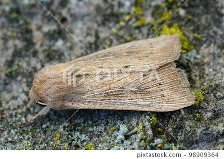 A closeup of the obscure wainscot moth, Leucania obsoleta sitting on wood in the garden A closeup of the obscure wainscot moth, Leucania obsoleta sitting on wood in the garden 98909364