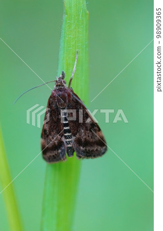Vertical close up on a straw - barred Pearl moth, Pyrausta despicata against a green blurred background 98909365