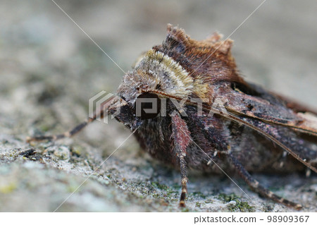 Closeup on a Setaceous Hebrew Character owlet moth, Xestia c-nigrum, sitting on wood 98909367