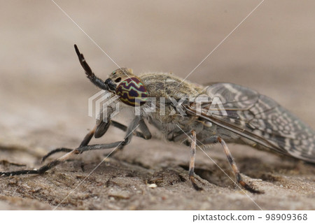 Detailed closeup on a grey horsefly with colorful eyes, Haematopota italica, sitting on wood Detailed closeup on a grey horsefly with colorful eyes, Haematopota italica, sitting on wood 98909368