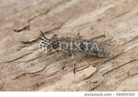Detailed closeup on a grey horsefly with colorful eyes, Haematopota italica, cleaning it's eyes Detailed closeup on a grey horsefly with colorful eyes, Haematopota italica, cleaning it's eyes 98909369