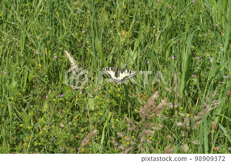 Natural closeup of a breathtaking European swallowtail butterfly with huge, gorgeous yellow patterned wings 98909372