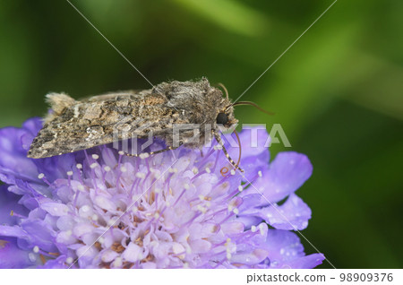 Detailed closeup of the nutmeg moth, Anarta trifolii on a pink scvabious flower 98909376
