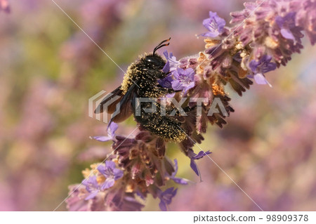 Detailed colorful upward angle closeup on a large carpenter bee, Xylocopa violacea on purple Perovksia jangii flowers Detailed colorful upward angle closeup on a large carpenter bee, Xylocopa violacea on purple Perovksia jangii flowers 98909378