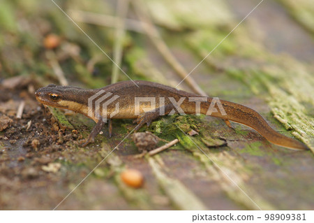 Closeup on a terrestrial female of the European Common smooth newt, Lissotriton vulgaris Closeup on a terrestrial female of the European Common smooth newt, Lissotriton vulgaris 98909381