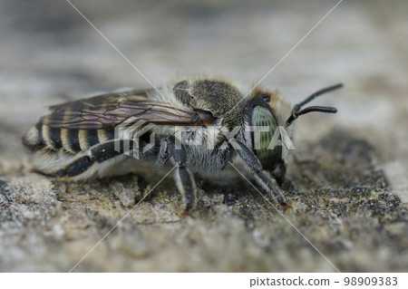 Close up on a female silver colored leafcutter bee, Megachile pilidens on a piece of wood Close up on a female silver colored leafcutter bee, Megachile pilidens on a piece of wood 98909383